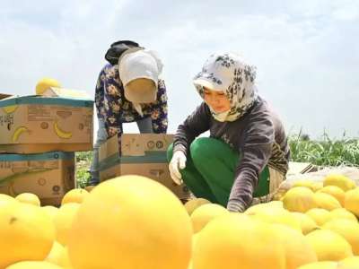 Түркістан облысының диқандары қауынның алғашқы өнімін жинады