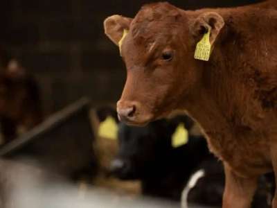 Жыл басынан бері 190-ға жуық мал ұрысы ұсталды