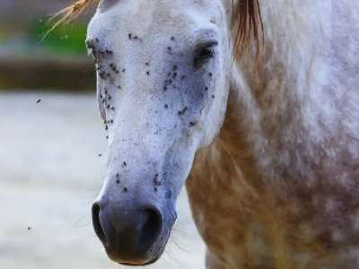 Түркістан облысында шіркеймен күреске жауапты мердігер 1,4 млн теңге айыппұл арқалады