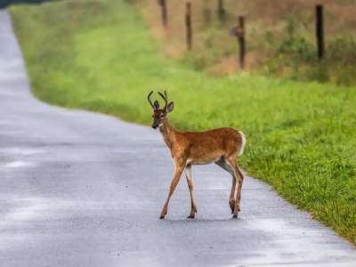 Жолда жабайы жануарлар кездескен жағдайда не істеу керек?