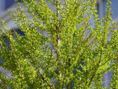 Мамыр айына арналған ауа райы болжамы жарияланды