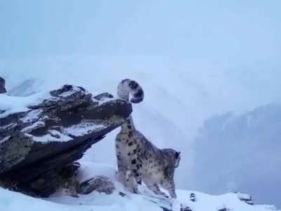 Катонқарағай ұлттық паркінде қар барысы фототұзаққа түсіп қалды