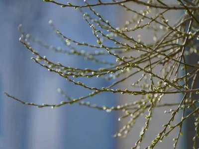 Биыл «Сарайшық» ауданында 15 мыңнан астам ағаш отырғызу жоспарланған