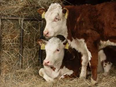 Ақтөбе облысында ірі қарадан қауіпті індет анықталды