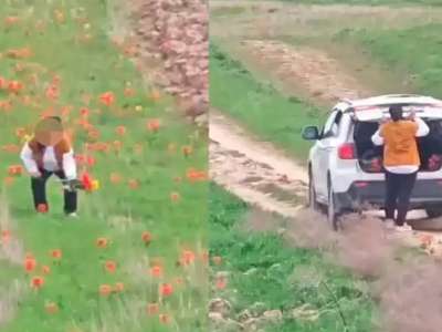 «12 тал қызғалдақ үшін»: Экология министрі гүл жұлған әйелге 12 млн теңге айыппұл салуға қатысты пікір білдірді