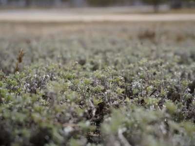 Алдағы күндері ауа райы қандай болады