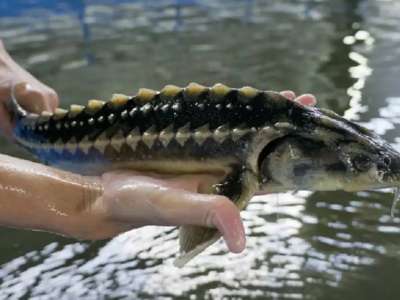 Елімізде балық шаруашылығын жем-шөппен қамтамасыз ету мәселесі қалай шешілуде