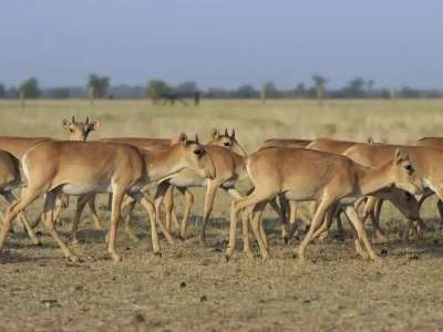 Қазақстан Қытайға 1500 киік тарту етеді