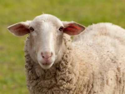 Министр малды заңсыз сатқандарды қылмыстық жауапкершілікке тартуды ұсынды