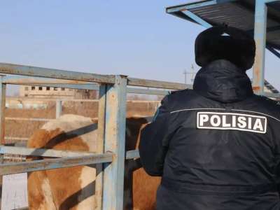 Астанада үш жасырын ет өңдеу цехы анықталды