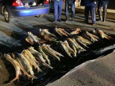 Маңғыстауда екі тоннаға жуық бекіре балығы тәркіленді