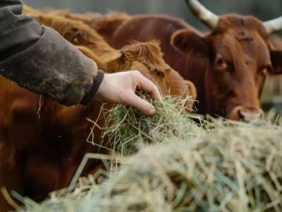 Түркістан облысының тұрғыны жоқ ірі қара үшін 203 млн теңге субсидия алған