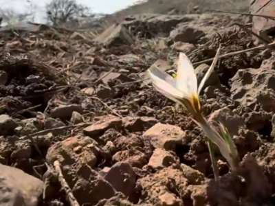 Елдің оңтүстігінде бәйшешек гүлдеді (видео)