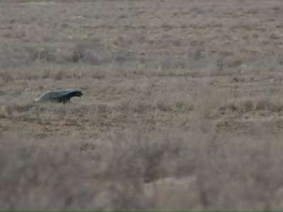 Үстірт қорығында сирек кездесетін итаю фотоға түсіп қалды