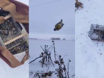 Қызыл кітапқа енген торғайды заңсыз аулаған елордалық ұсталды