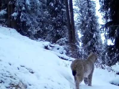 Көлсай көлдерінде қар барысы мен Түркістан сілеусіні фототұзаққа түсіп қалды