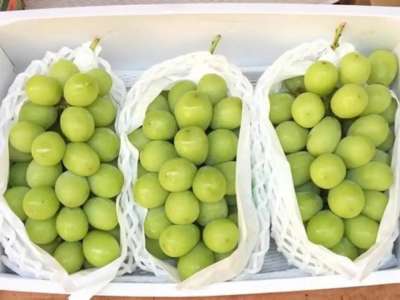 «Шайн мускат» жүзімінде ағзаға зиянды зиянкес табылған жоқ – АШМ