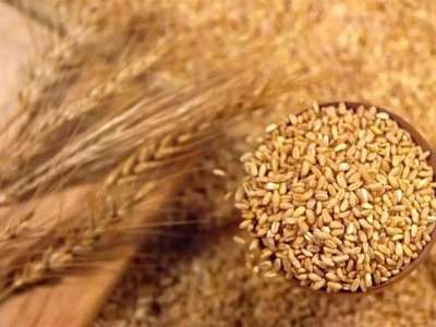 Азық-түлік корпорациясы фермерлерден 1,2 млн тонна астық сатып алады