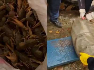 ШҚО-да 240 келіден астам тірі шаянды заңсыз тасымалдаған күдікті ұсталды