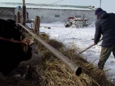 Елімізде сиыр азайып жатыр, ет күрт қымбаттауы мүмкін