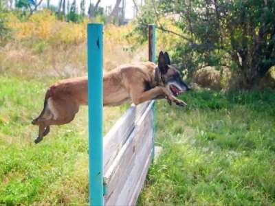 Қызметтік иттердің көмегімен 3,5 мыңнан астам қылмыс ашылды