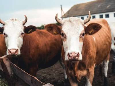 Атырау облысында полицейлер жоғалған 70 малды иелеріне тауып берді