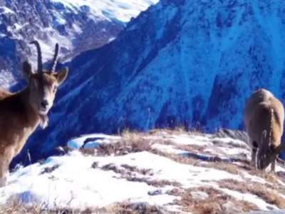 Қатонқарағайда фототұзаққа сирек жануарлар ілікті