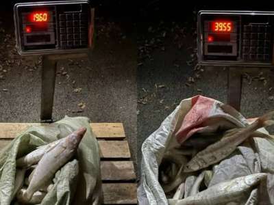 Полицейлер 50 келіден астам заңсыз ауланған балықты тәркіледі