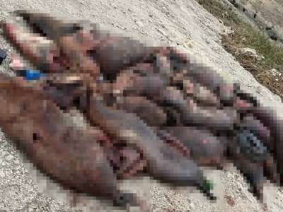 Каспий жағасында 150-ден астам итбалық қырылып қалған