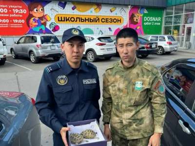 Өскеменде полицейлер ортаазиялық тасбақалардың заңсыз сатылымының жолын кесті