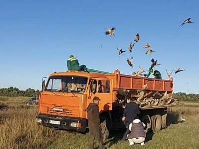 Астананың жасыл белдеуіне 750 қырғауыл жіберілді