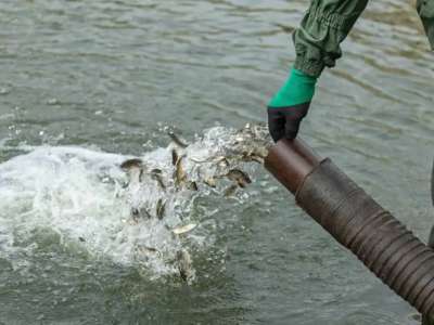 Есіл өзеніне 250 мың балық шабағы жіберілді