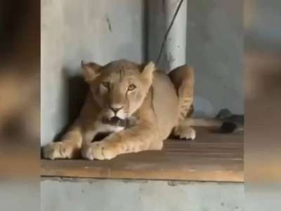 Ауласында арыстан асыраған Сарыағаш тұрғынына қатысты қылмыстық іс қозғалды