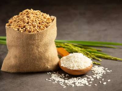 Биыл күріш өнімділігі 50%-ға артады