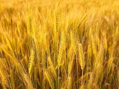 Ресейден Қазақстанға заңсыз әкелінген 251 тонна бидай кері қайтарылды