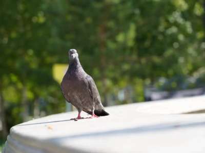 Елордалықтарға құстарды қоректендірудің зияны туралы ескертілді