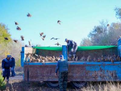 Елорданың жасыл белдеуінде 325 бас жетісу қырғауылы ұшырылды