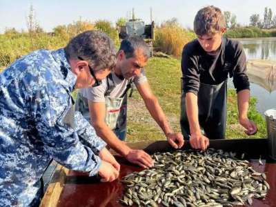 Есіл өзеніне 500 мың тұқы балықтарының шабағы мен ақ амур жіберілді