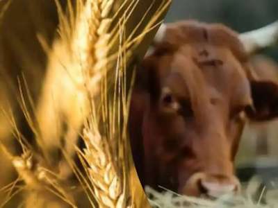 Қазақстан Түркияға астық пен сиыр еті экспортын ұлғайтуды жоспарлап отыр