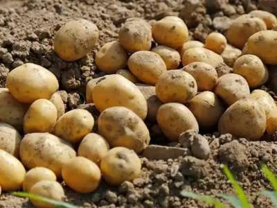 Картоп тапшылығы: бөлінген 5,1 млрд теңге өңірлерде тиімсіз жұмсалған