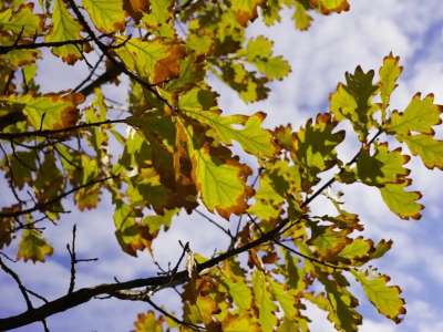 Ертең Қазақстанның бірнеше өңірінде қар жауады