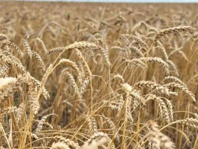 Қазақстанда 24,6 млн тонна астық бастырылды