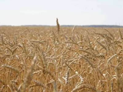 Елімізде 20,8 млн тонна астық бастырылды