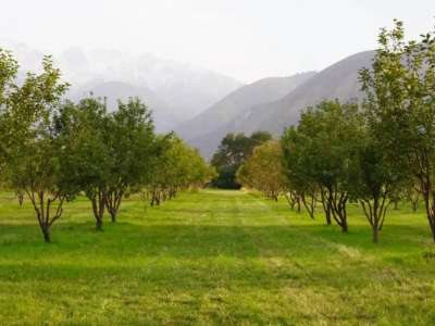 Қазақстанда қанша гектар алма бағы бар