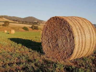 Елімізде 35 млн тонна мал азығы дайындалды