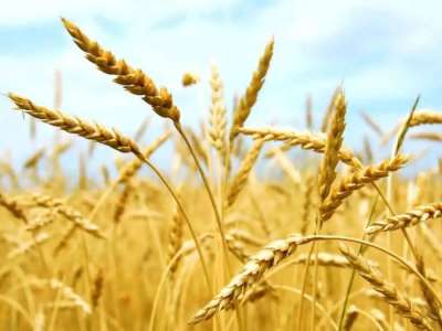 Елімізде егін астықтарының экспорты 1 млн тоннадан асты