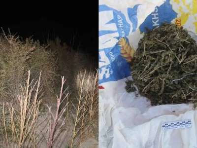 Қызылорда облысында ірі есірткі алқабы жойылды