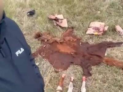 Ұрланған малды сойып, етін сатып жіберген: Астана маңында қылмыстық топ ұсталды