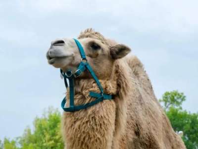 Құлсары қаласында көшеде жүрген түйе баланы таптап кетті