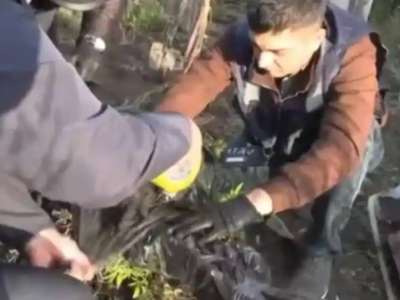 Жасырын зертханада БҚО тұрғыны құрамында есірткі бар өсімдік өсіргені анықталды